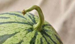 大学路上海吃瓜,探寻上海街头的小吃瓜乐园