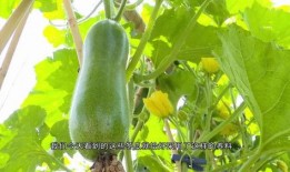 吃瓜看广东,探寻粤菜魅力与地域风情