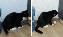 小毛孩吃瓜,小毛孩的夏日瓜趣之旅