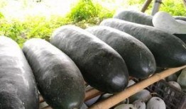 翰林吃瓜事件,揭秘娱乐圈背后的权力斗争与舆论风暴