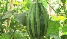 百乔小雪吃瓜,揭秘娱乐圈幕后故事