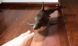 鲨鱼直播间吃瓜,吃瓜群众狂欢盛宴