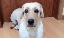 狗赛文吃瓜,瓜田里的美食探险记