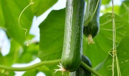 水果刺瓜怎么吃,探索刺瓜的多重吃法