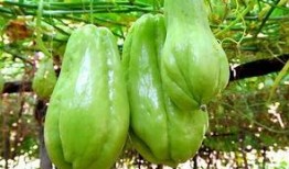 山药跟佛手瓜能一起吃吗,山药与佛手瓜的食用搭配探讨