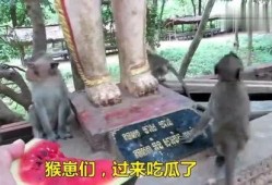 人吃瓜变猴子,揭秘人类与猴子的神秘联系