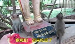 人吃瓜变猴子,揭秘人类与猴子的神秘联系