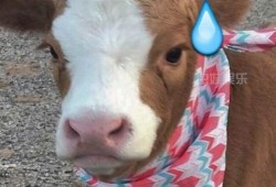 抖音讲述醉酒吃瓜,抖音带你领略深夜狂欢现场