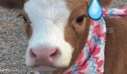 抖音讲述醉酒吃瓜,抖音带你领略深夜狂欢现场