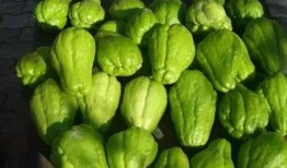 何时可以吃佛手瓜,佛手瓜的最佳食用时机揭秘