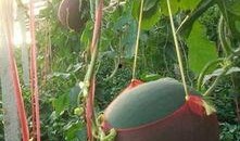 吐鲁番晚上吃瓜