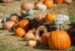 民国吃瓜看戏晋江,吃瓜看戏，晋江风云录