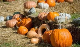 民国吃瓜看戏晋江,吃瓜看戏，晋江风云录