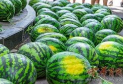 巢湖上网课吃瓜,揭秘网络课堂的趣味瞬间