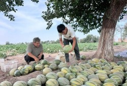 每日聪慧吃瓜安徽,安徽版“瓜界风云”