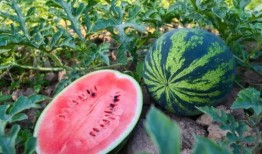 韩城吃瓜是谁,网络红人的崛起与影响力