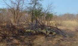 大型吃瓜视频现场,揭秘娱乐圈幕后风云