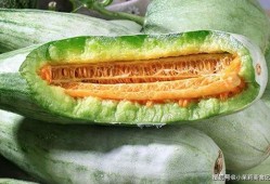 景泰甜瓤瓜怎么吃,景泰甜瓤瓜的多样食法探索