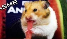 仓鼠吃瓜大全,瓜果大全揭秘