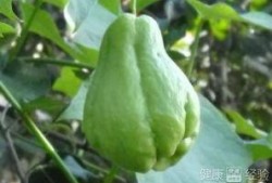 月经吃佛手瓜,养生保健两不误