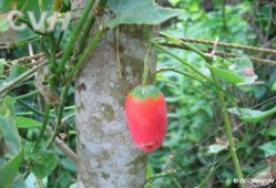 红瓜属可以吃么?,可食用植物的探索之旅