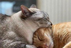 重庆吃瓜猫咪事件,网络热议背后的温情与反思