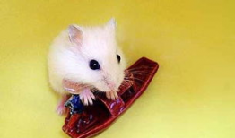 一只仓鼠可以吃四个瓜,绿色食育新风尚