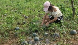 北部挑战吃瓜,一场味蕾与勇气的较量