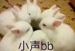 看兔吃瓜,揭秘动物界的趣味食事