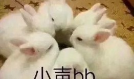 看兔吃瓜,揭秘动物界的趣味食事