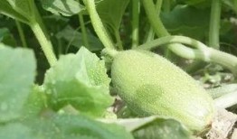 坐车变吃瓜,一场说走就走的“吃瓜”之旅