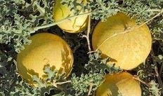 吃瓜导游,吃瓜导游带你领略行业幕后故事