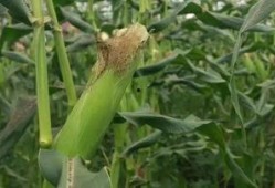 蒲子瓜怎么吃,探索美味与营养的完美结合