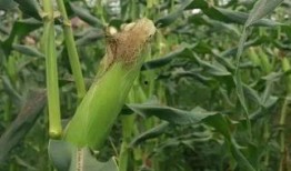 蒲子瓜怎么吃,探索美味与营养的完美结合