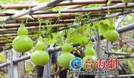 早上吃葫芦瓜,开启健康活力新一天