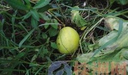 壹颗瓜的哈密瓜怎么吃,解锁美味新食法