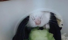 仓鼠吃瓜大全,瓜果大全揭秘