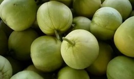 甜甜瓜吃瓜,揭秘瓜界新宠儿的魅力与故事