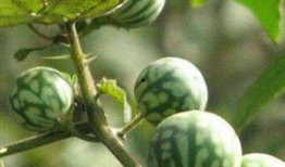 长期吃马泡瓜好吗,长期食用马泡瓜的健康益处与注意事项