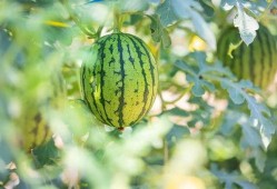 你好竹子吃瓜,吃瓜群众眼中的趣味生活