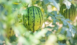 你好竹子吃瓜,吃瓜群众眼中的趣味生活