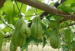 吃完佛手瓜可以吃提子吗,同餐共食的搭配建议