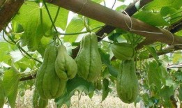 吃完佛手瓜可以吃提子吗,同餐共食的搭配建议