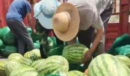 林州凤宝吃瓜视频