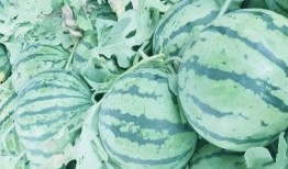 邢台冯家庄吃瓜,夏日吃瓜盛宴，感受乡村田园生活