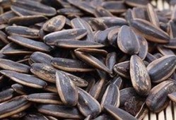 吃瓜子能吃瓜吗