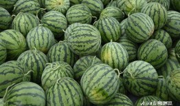 讷河市吃瓜,瓜果飘香，品味生活新篇章
