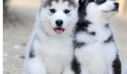 二哈吃瓜舞,萌宠界的“热辣”潮流