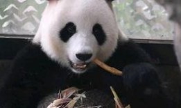 你好竹子吃瓜,吃瓜群众眼中的趣味生活