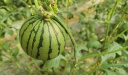 红瓜属可以吃么?,可食用植物的探索之旅